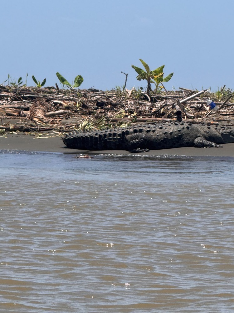 Cocodrilo en la orilla del canal